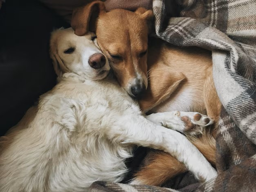 Image de mise en avant de l'article Journée Mondiale des Animaux 2024 : Agissons pour leur bien-être !